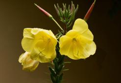 Nattljusolja - den förskönande kraften hos gula blommor