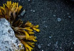 Världens hår. Del 7: Hårvård i antarktisk och arktisk stil