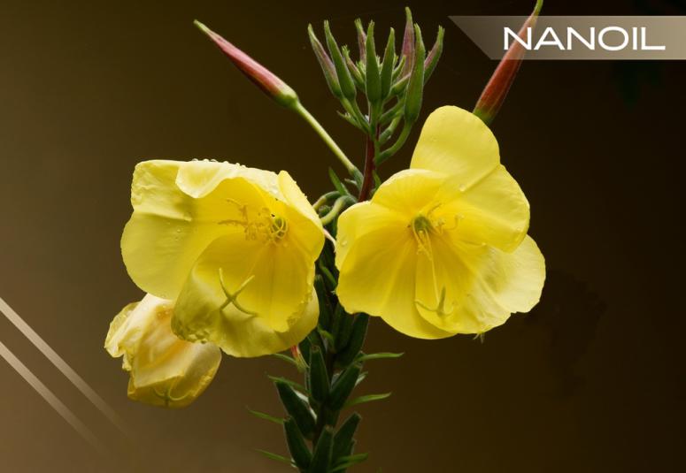 Nattljusolja - den förskönande kraften hos gula blommor